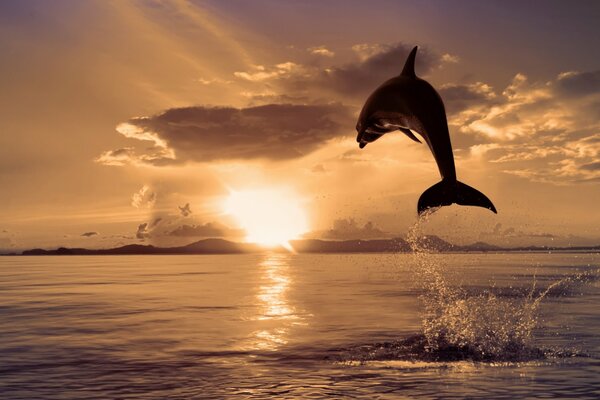 Un delfín saltando en una hermosa puesta de sol