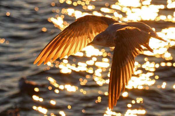 Photo lumineuse avec un oiseau sur fond d eau. Oiseau volant dans les reflets des ondulations de l eau