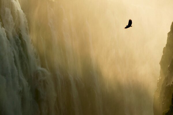 Aigle volant sur fond de cascade dans les montagnes