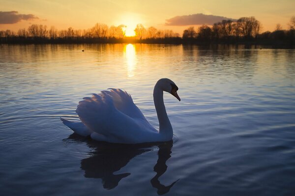 Swan flottant dans les rayons du soleil couchant