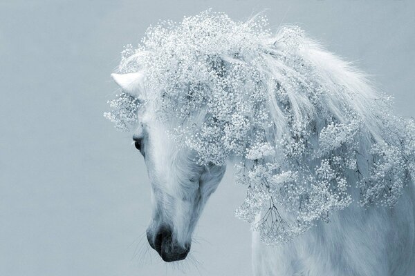 Melena inusual en un caballo blanco