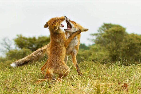Wallpaper foxes playing with each other