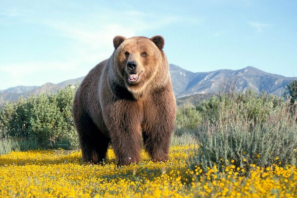 Bear on the field against the background of mountains