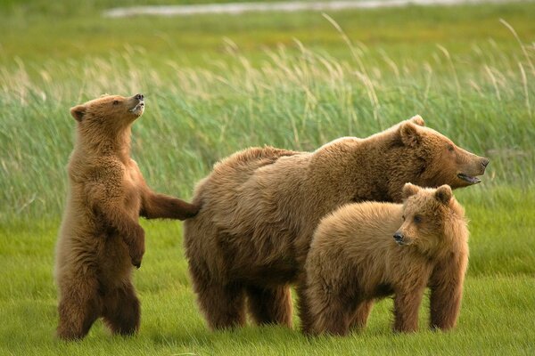 Grizzlybär mit zwei Bären auf dem Feld