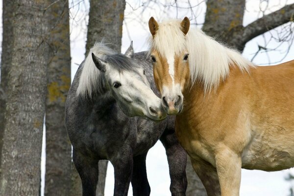 The tenderness of two horses in the middle of a winter forest
