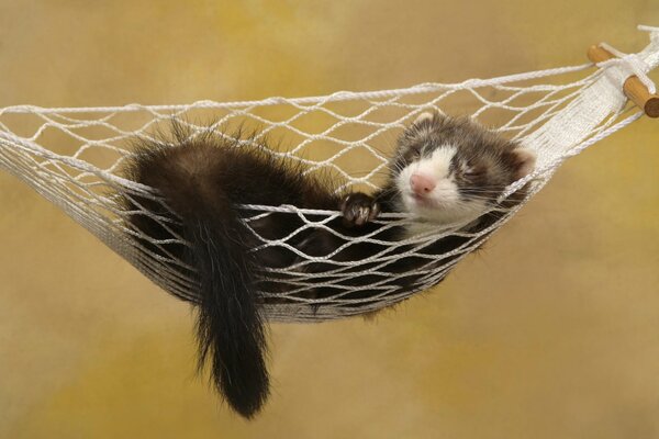 The ferret sleeps in a hammock. Rest. Baldezh. Yellow background