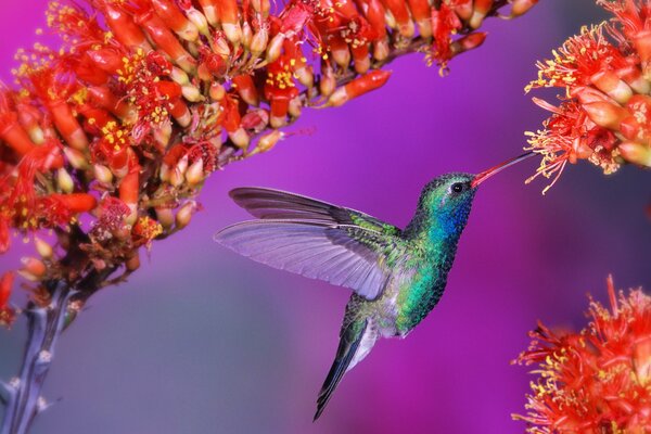 Bright background of hummingbirds and flowers