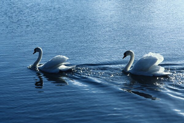 A pair of white swans on the water