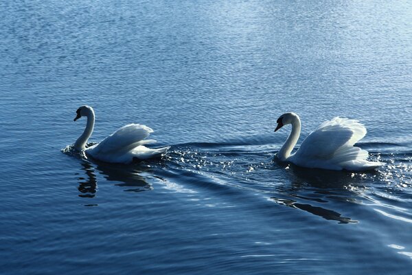 Paire de cygnes blancs sur l eau