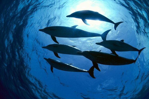 A flock of dolphins swim in blue water