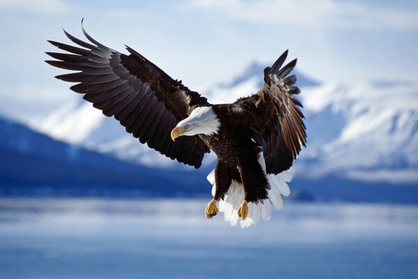 Adler im Flug vor dem Hintergrund der Berge