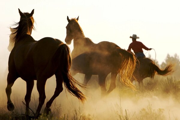 Three loschadey, one of which with a rider