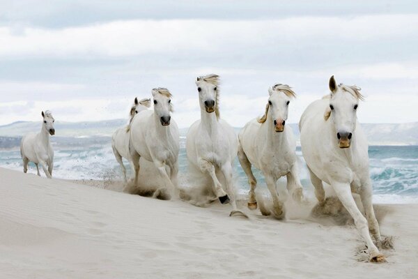A herd of horses rushes across the white sand on the seashore