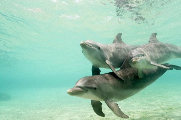Стая дельфинов плывет в прозрачной воде