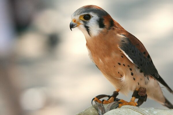 Foto di un piccolo predatore. Bird Hunter foto sul ramo. Foto di uccelli in primo piano