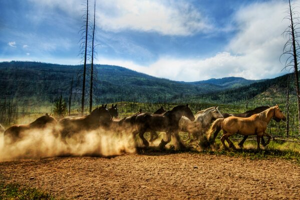 A herd of horses rushing across the field