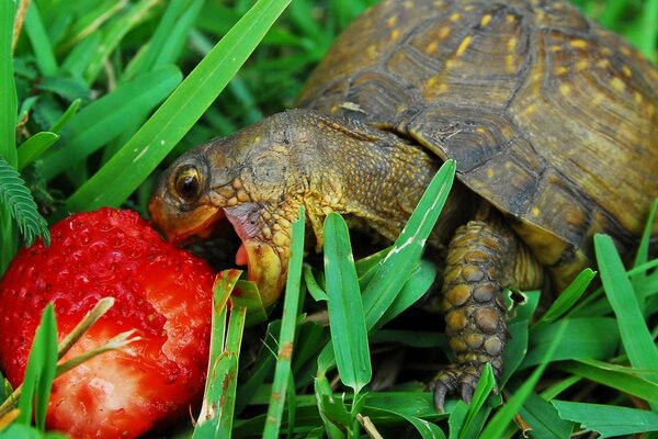 Turtle chews strawberries among green grass