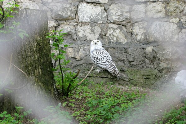 Vogeleule im Zoo