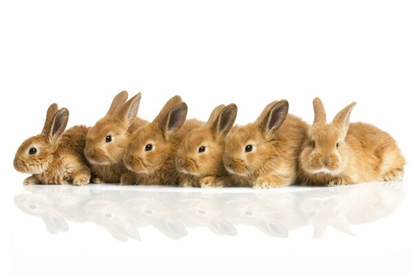 Six fluffy adorable bunnies