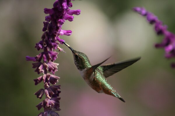 Hummingbird collects nectar. Hummingbirds and flowers