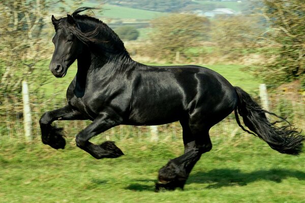 A black horse gallops across a green field