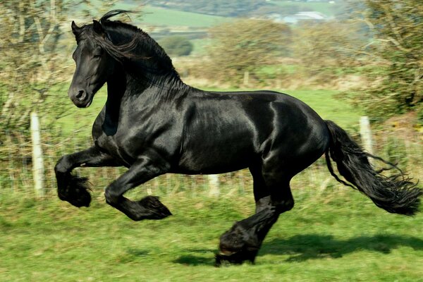 Черная лошадь скачет голопом по зелёному полю