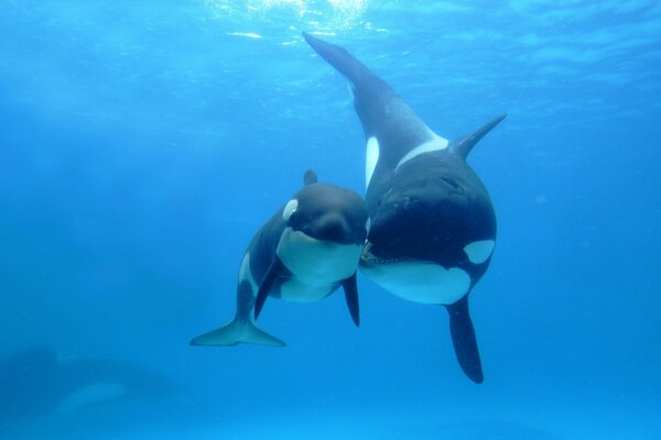 Orca con un bambino nell oceano