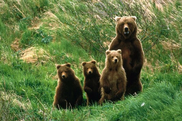 A family of bears walks on the green grass