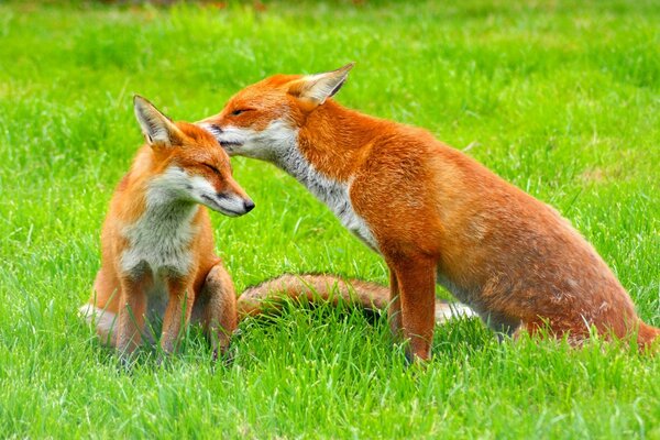 A pair of red foxes in a clearing