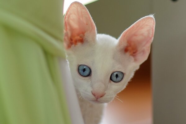 Chat blanc avec de grands yeux bleus