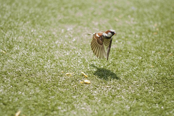 Oiseau en vol, bokeh