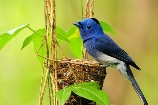 Piccolo uccello azzurro Viet nido