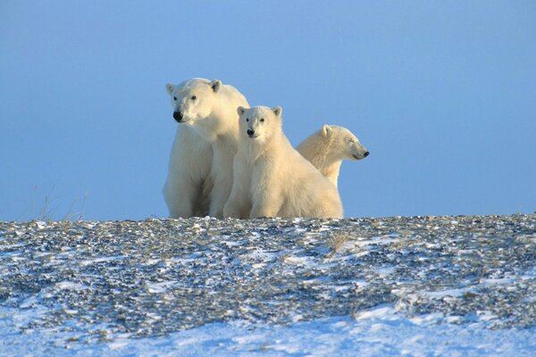 Árticas. Familia de osos polares