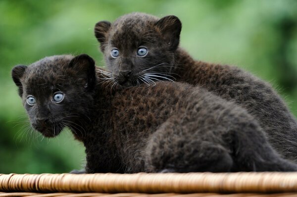 Zwei kleine Panther im Hintergrund der Natur