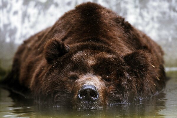 Бурый медведь, лежащий на поверхности воды