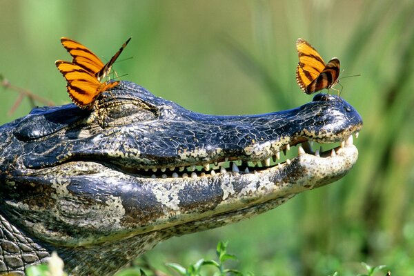 Cocodrilo con los ojos cerrados en el que se sientan las mariposas