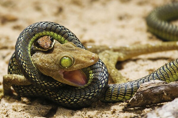 The fight of a lizard with a snake. Poisonous snake and lizard