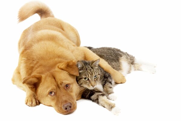 Дружба между кошкой и собакой