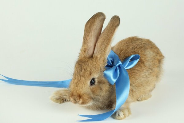 Rabbit with a blue bow on a light background