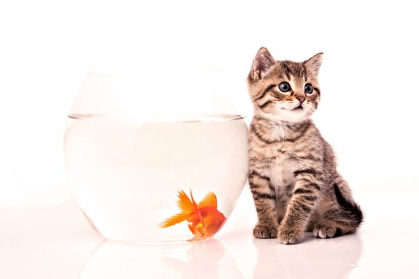 Gattino all acquario con pesce rosso