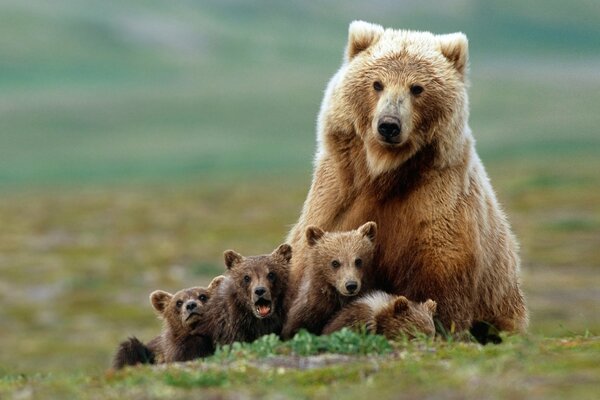 Famille d ours dans la clairière. Ourse et oursons