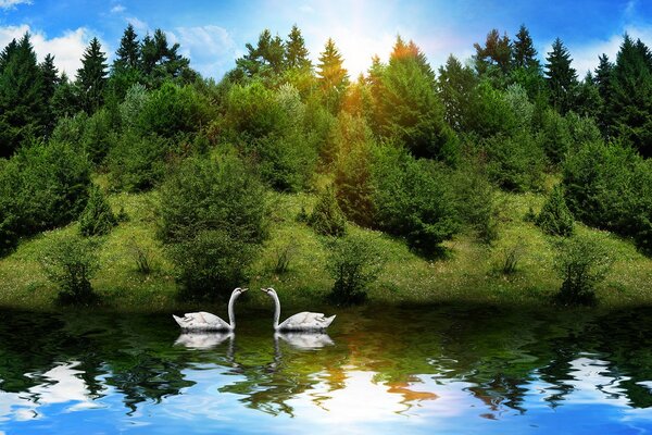 Reflection of animals on the river in the forest