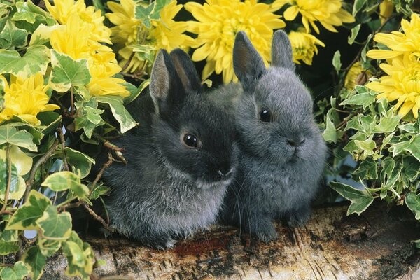 Ein Paar graue süße Kaninchen in Blumen