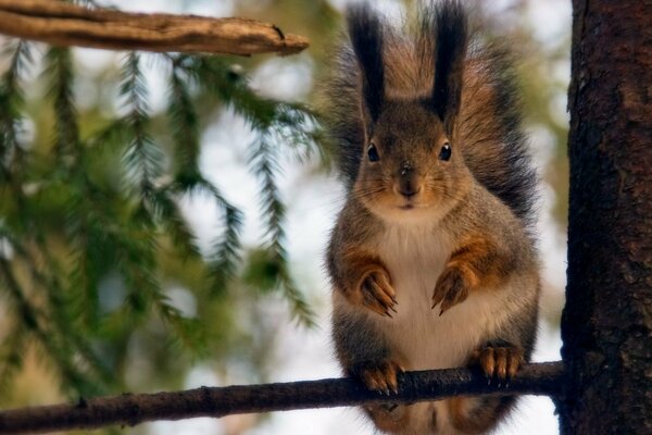 A fluffy squirrel sits on a twig