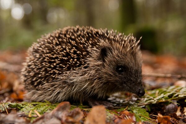 Süßer Igel im Herbstlaub