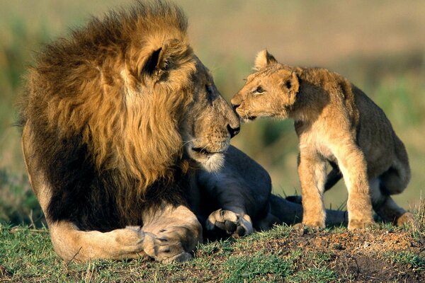 The lion father and the lion cub son touch their noses, exchanging signs of attention