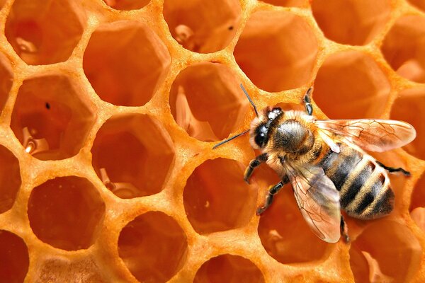 Auf dem Hintergrund der Bienenwaben sitzt eine Biene