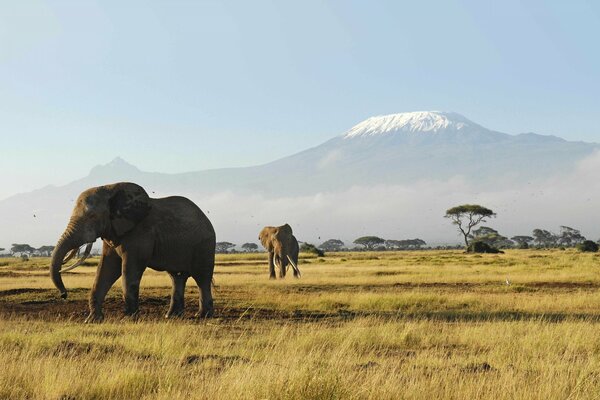 Elefantes en África en medio de las montañas