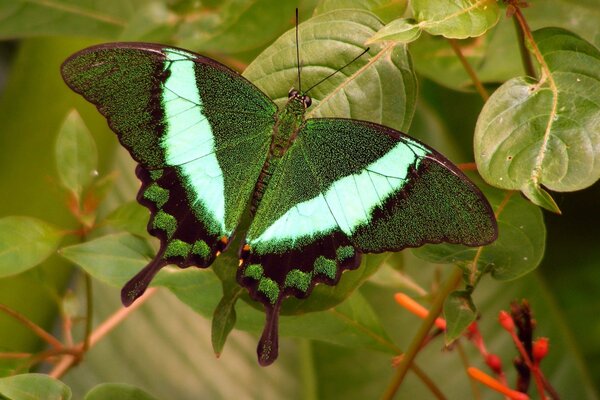 Papillon turquoise sur fond vert