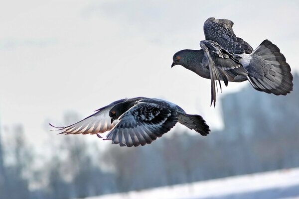 A pair of pigeons flies over the city